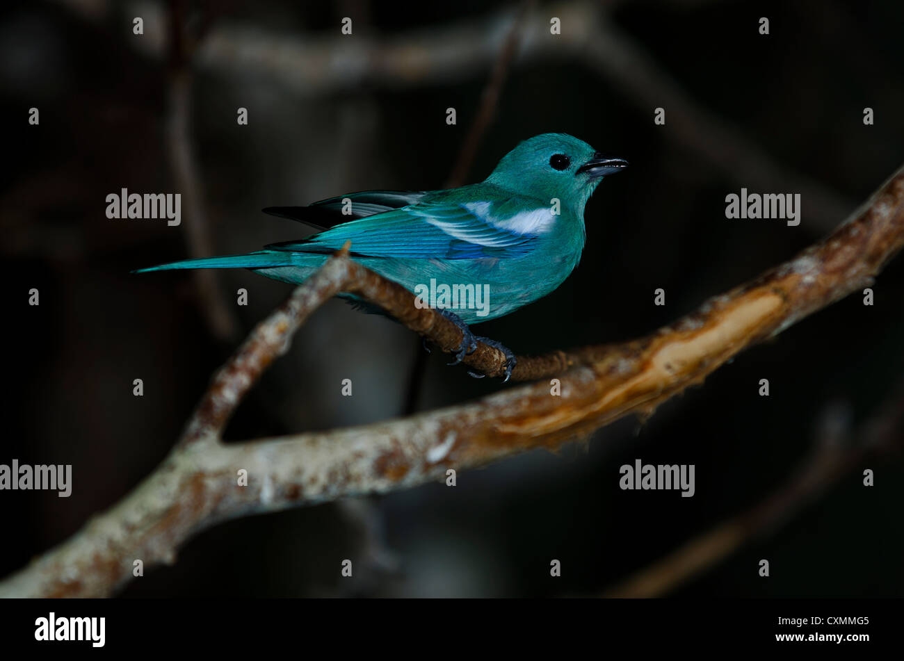 A small Mountain Bluebird, ranges from Mexico through Canada and Alaska. Stock Photo