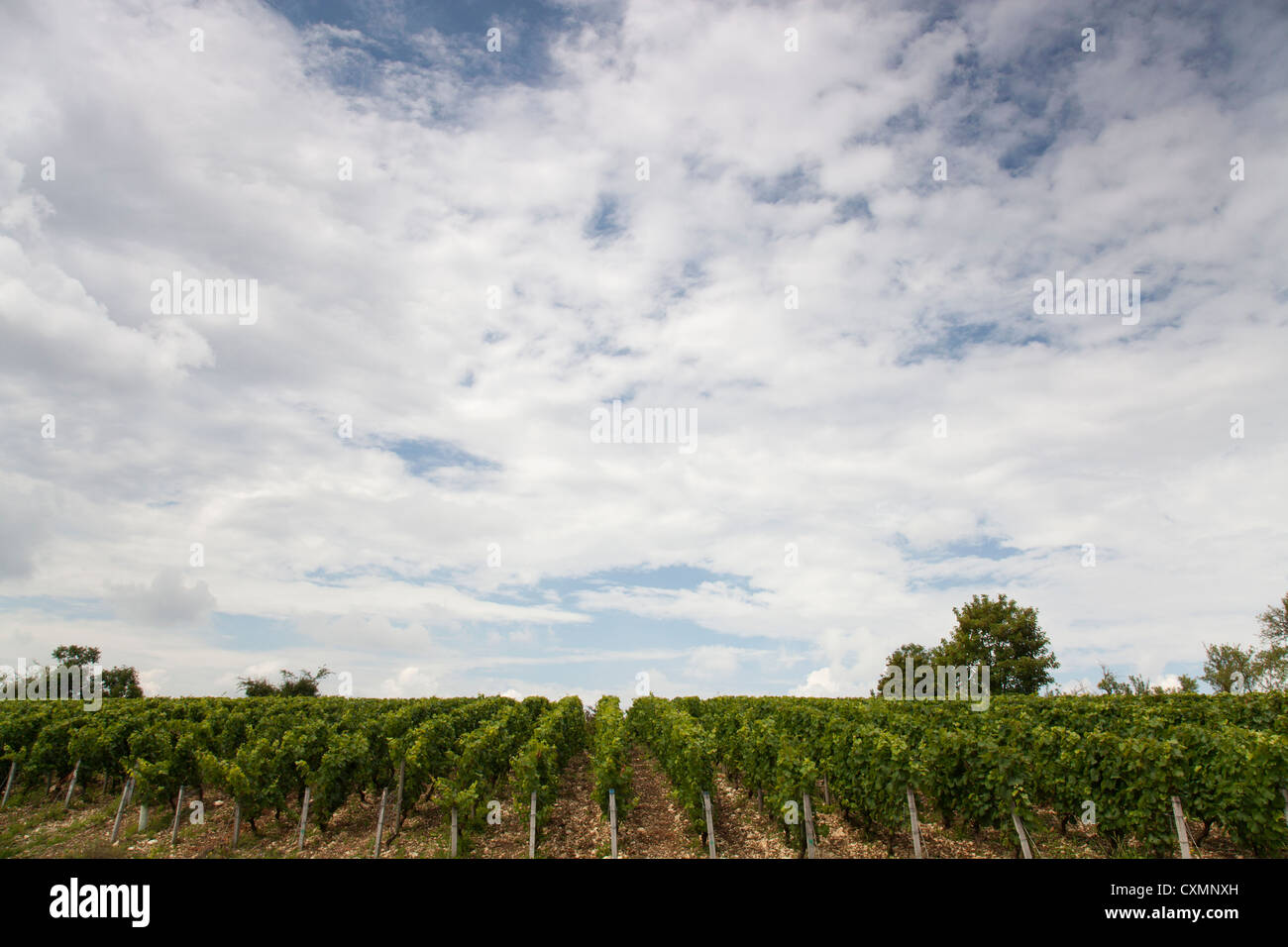 Rows of vines under a big sky Stock Photo