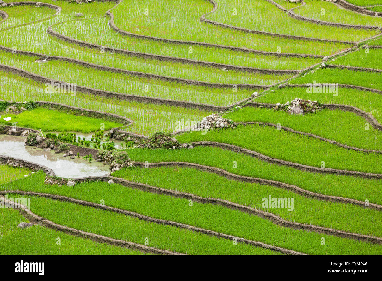 Rice field terraces (rice paddy). Near Cat Cat village, near Sapa Stock ...