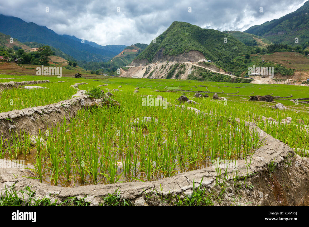 Rice field terraces (rice paddy). Near Cat Cat village, near Sapa Stock ...