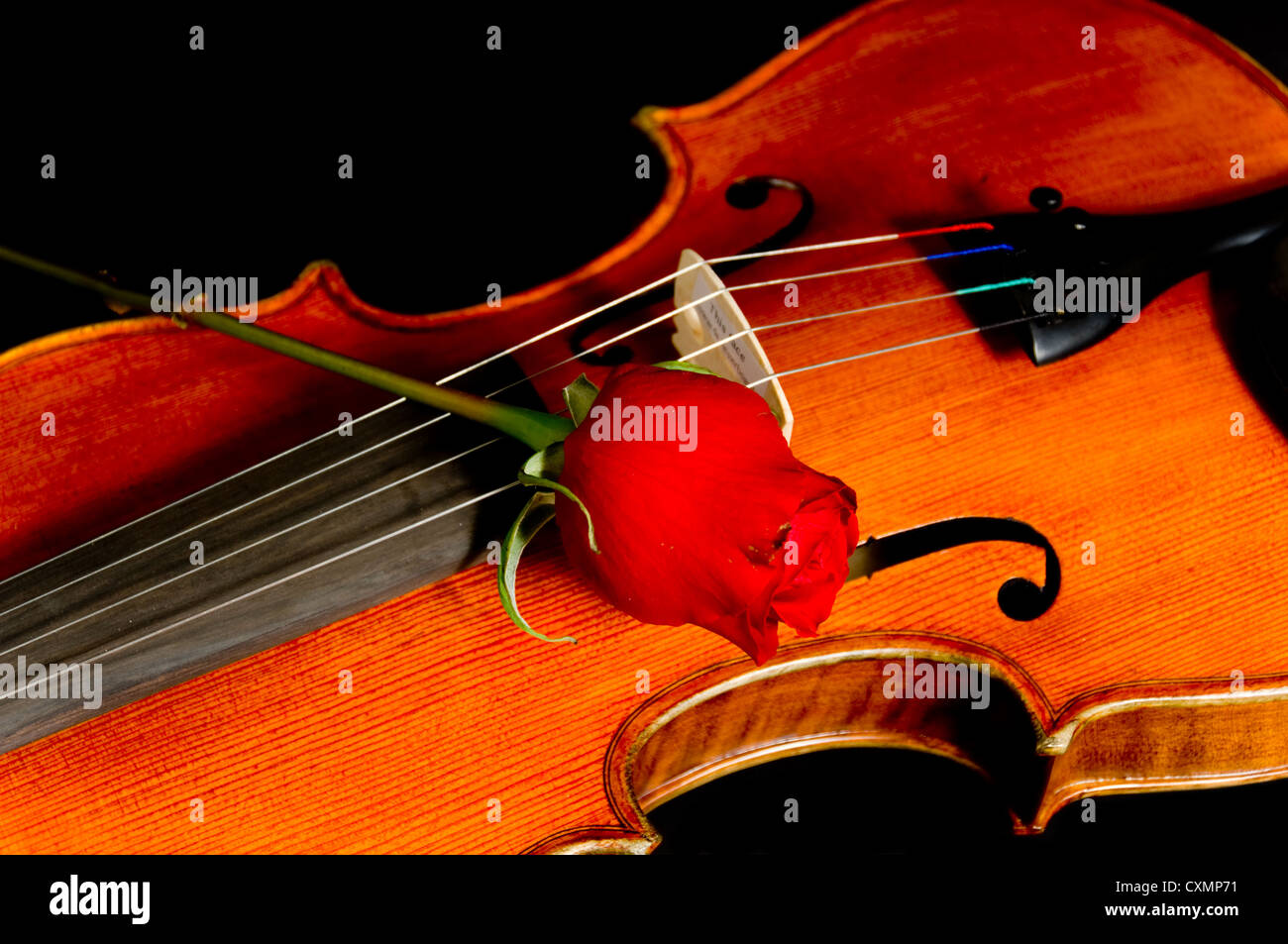 Red Roses And Violin Violin with a red rose on a black background Stock Photo - Alamy