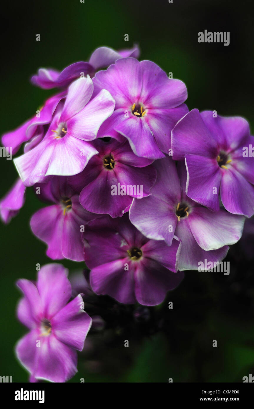 The perfect bloom of a phlox maculata natacha in a garden UK Stock Photo