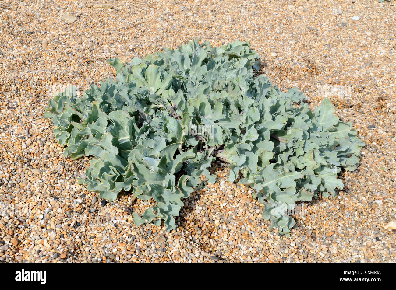 Sea Kale Crambe maritima growing on shingle Chesil Beach Dorset Englad ...