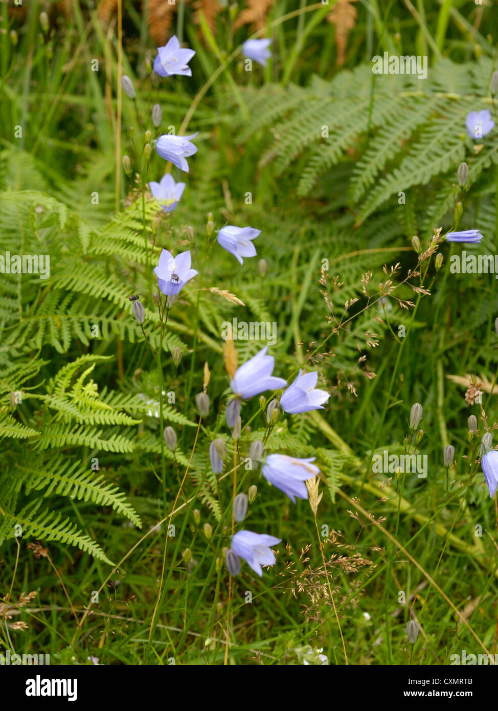 Harebell, Campanula rotundifolia Stock Photo