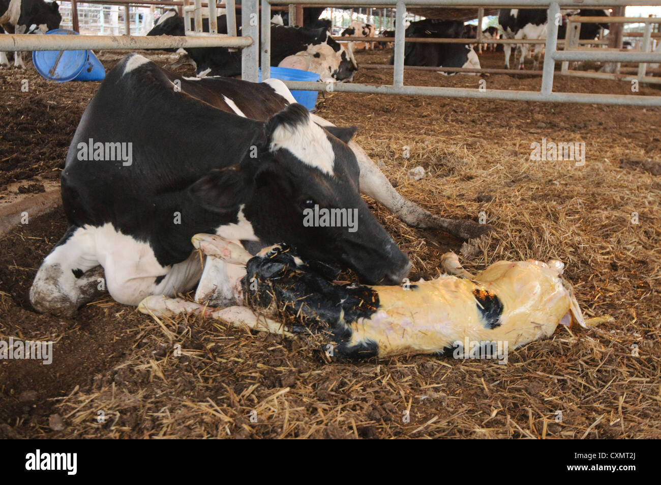 Cow licking her calf hires stock photography and images Alamy