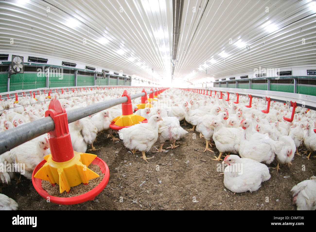 Poultry Farming. Chicks in a coop two days before slaughter Photographed in Israel, Kibbutz Maagan Michael Stock Photo