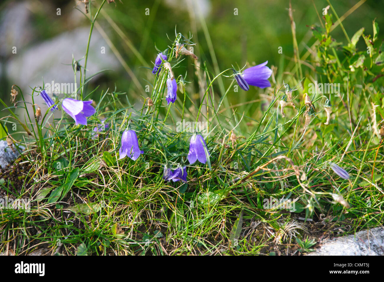 Alpine wildflower, Common Campanula or harebell (campanula rotundifolia) Photographed in Austria, Tyrol Stock Photo