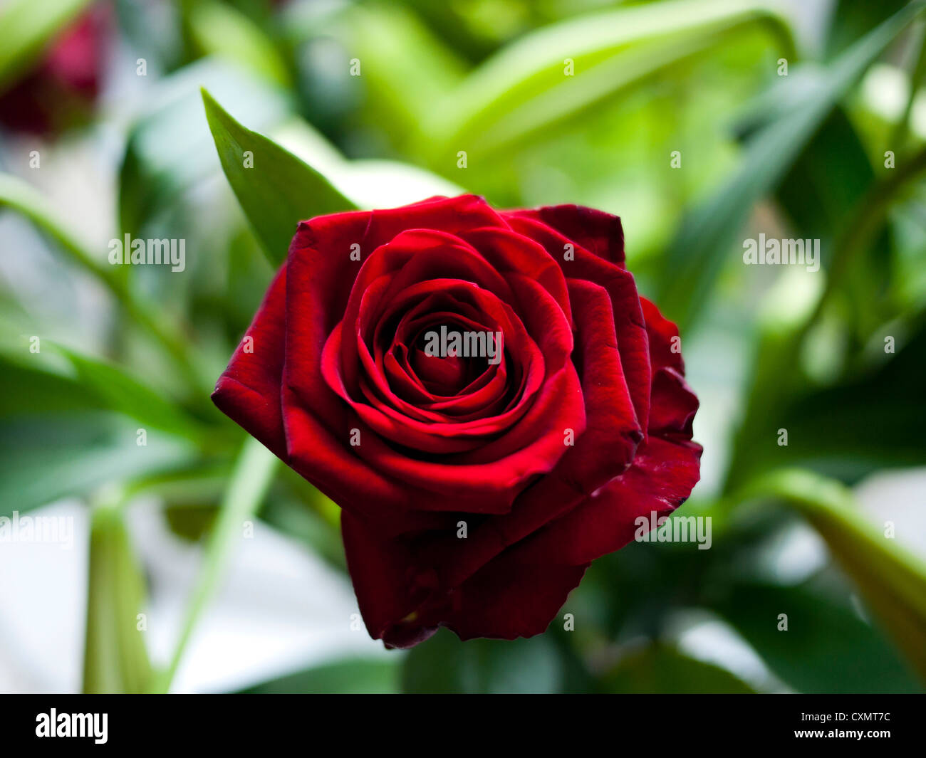 Red Rose.England, UK. Stock Photo