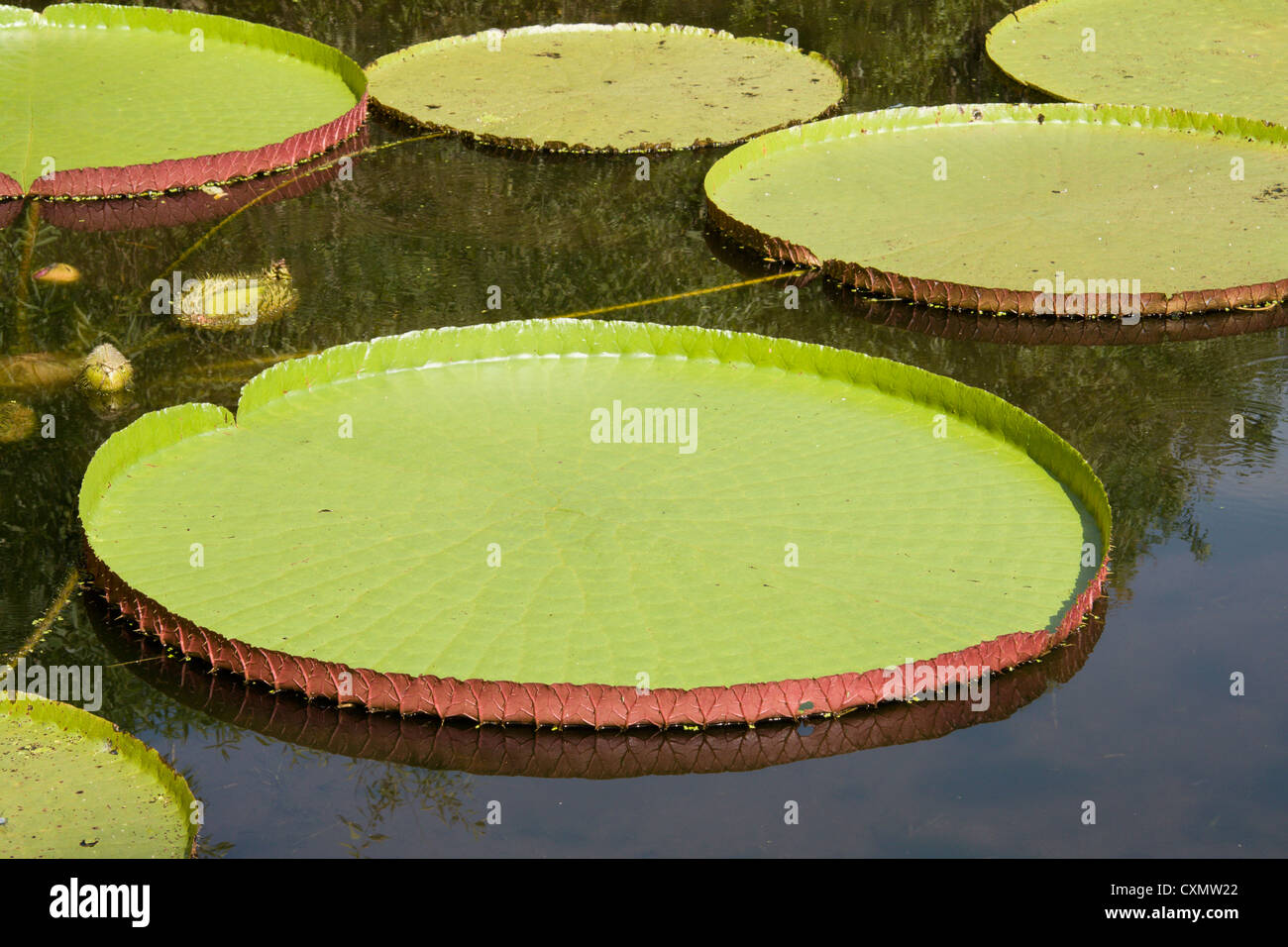 giant leaves of the Victoria waterlily floating on a garden pond Stock Photo