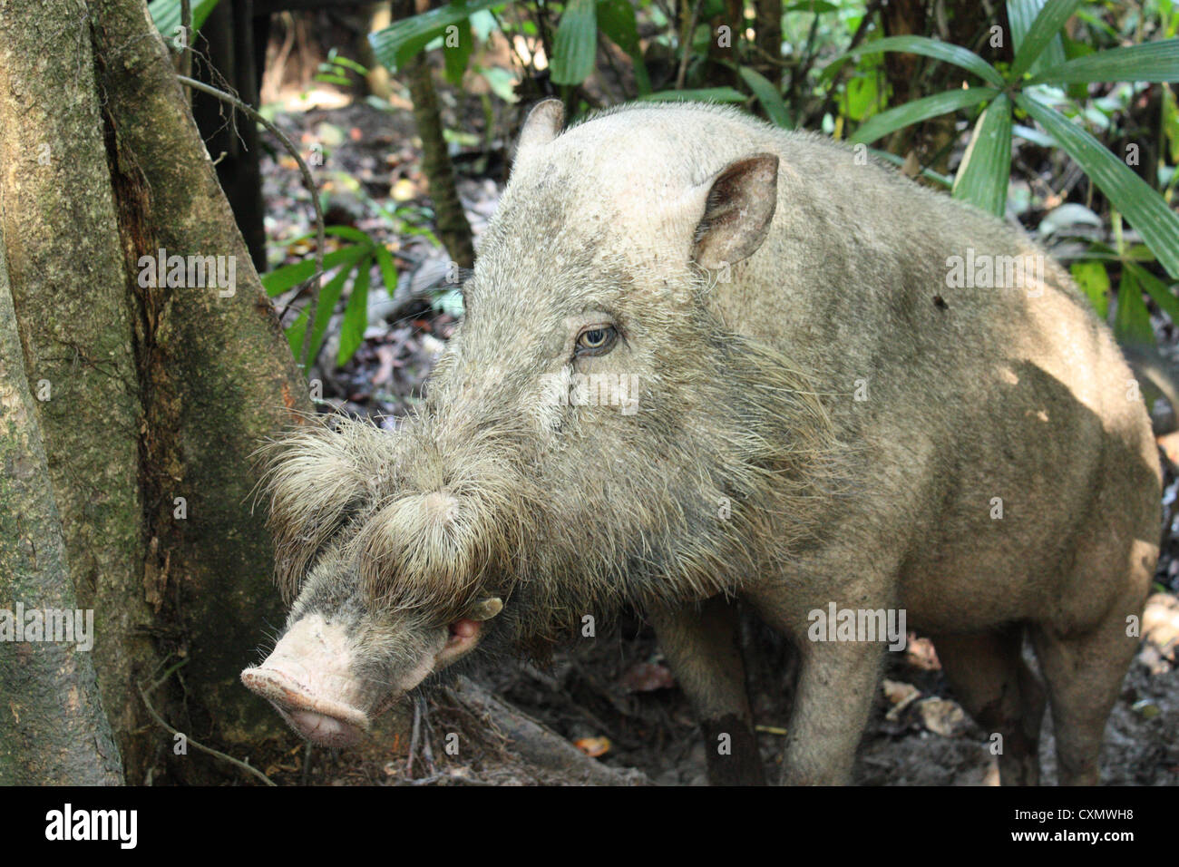 Jungle pig hires stock photography and images Alamy