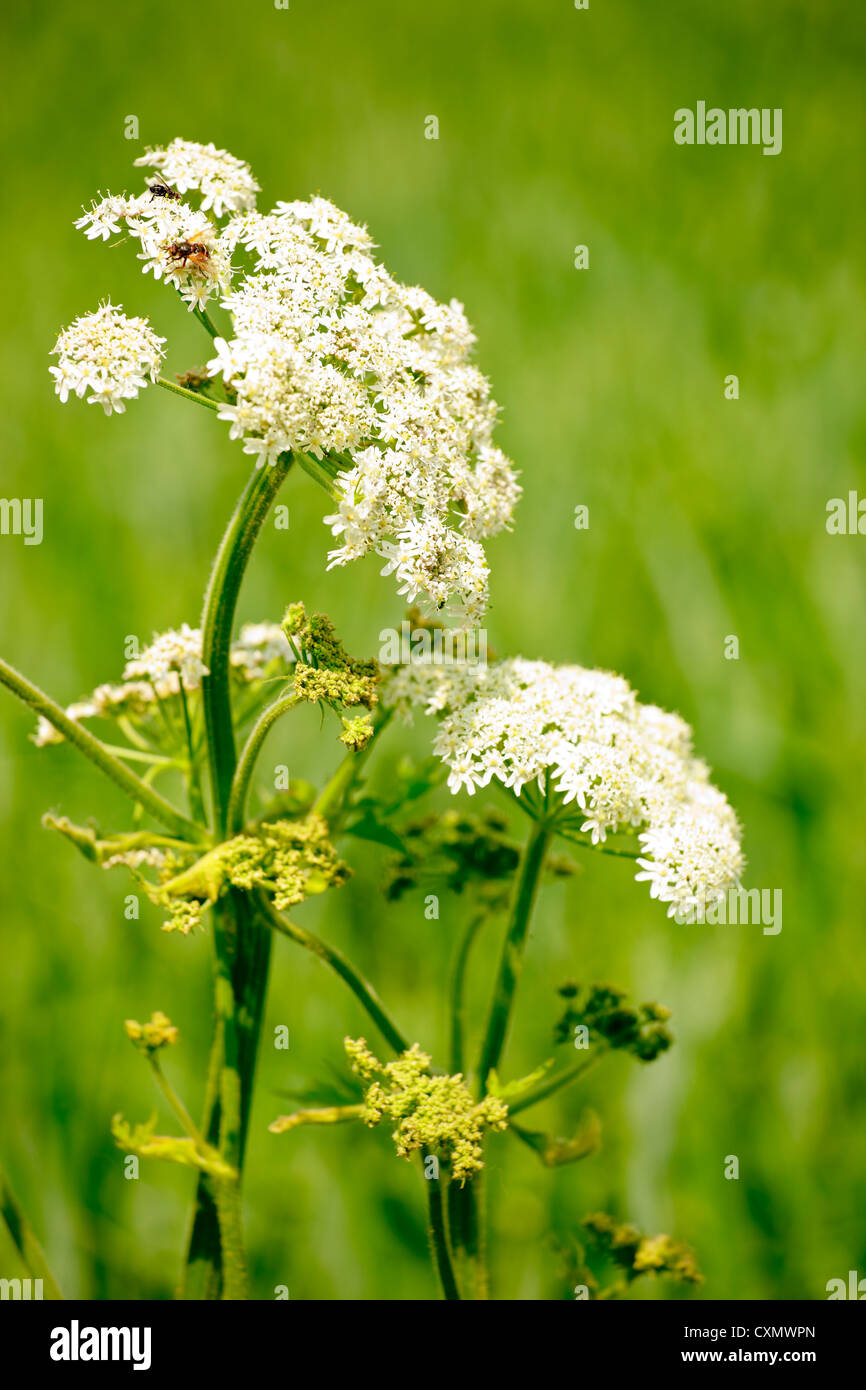 Goutweed hi-res stock photography and images - Alamy