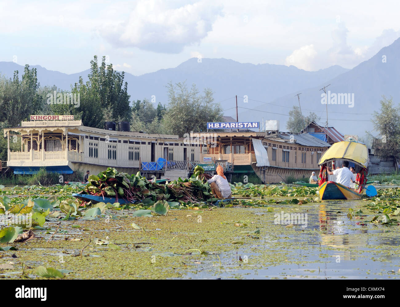 A woman in a small boat collects lotus leaves and stems for fodder on  Dal Lake while tourists go past in a shikara. Stock Photo