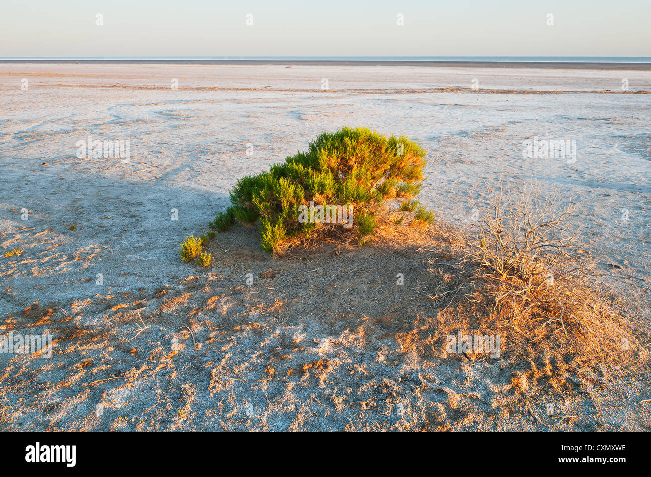 Saltbush at the edge of Australia's biggest salt lake Lake Eyre. Stock Photo
