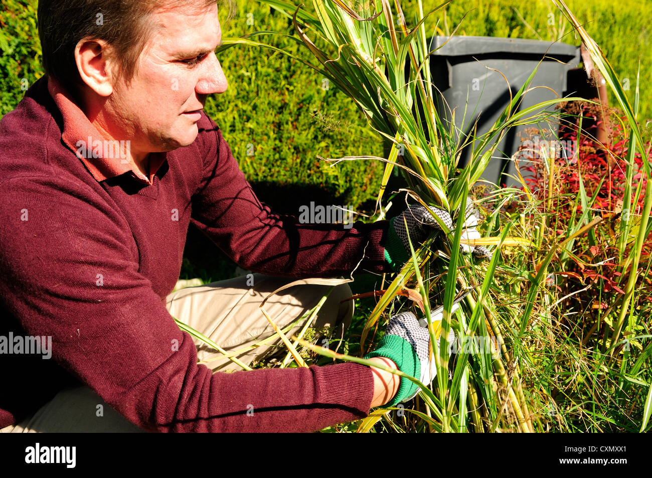 50 year old man gardening hi-res stock photography and images - Alamy