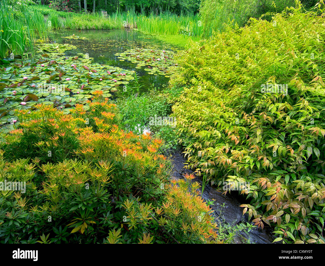 Pond at Hughes Water Gardens, Oregon Stock Photo