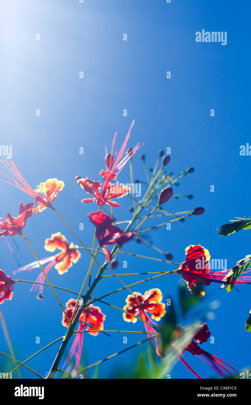backlit flower against blue sky and strong sun ray. Stock Photo