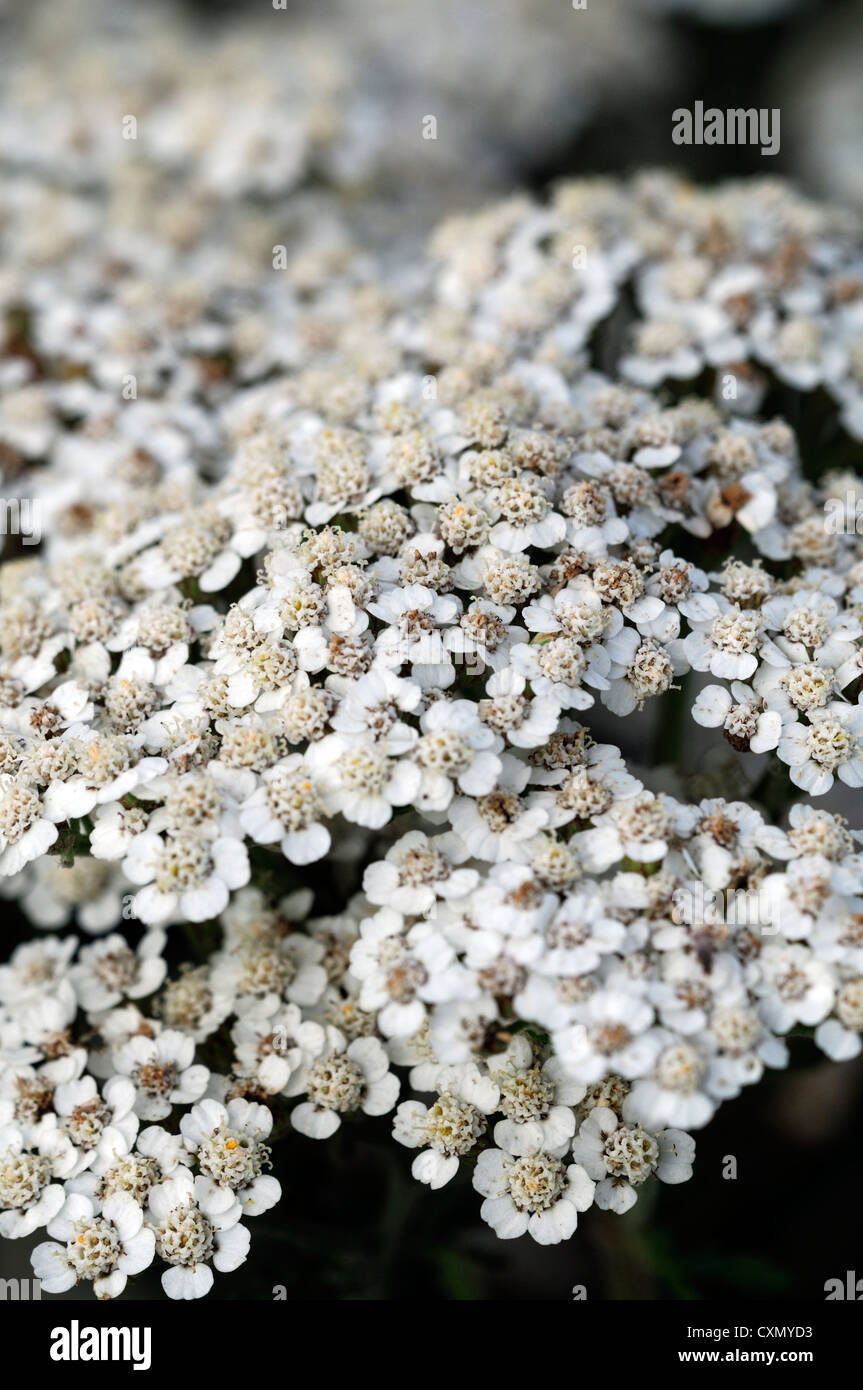 achillea millefolium yarrow  white flowers flowerhead flowering flower spray closeup selective focus plant portraits perennials Stock Photo