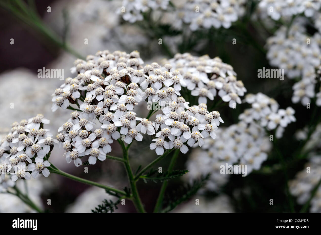 achillea millefolium yarrow  white flowers flowerhead flowering flower spray closeup selective focus plant portraits perennials Stock Photo