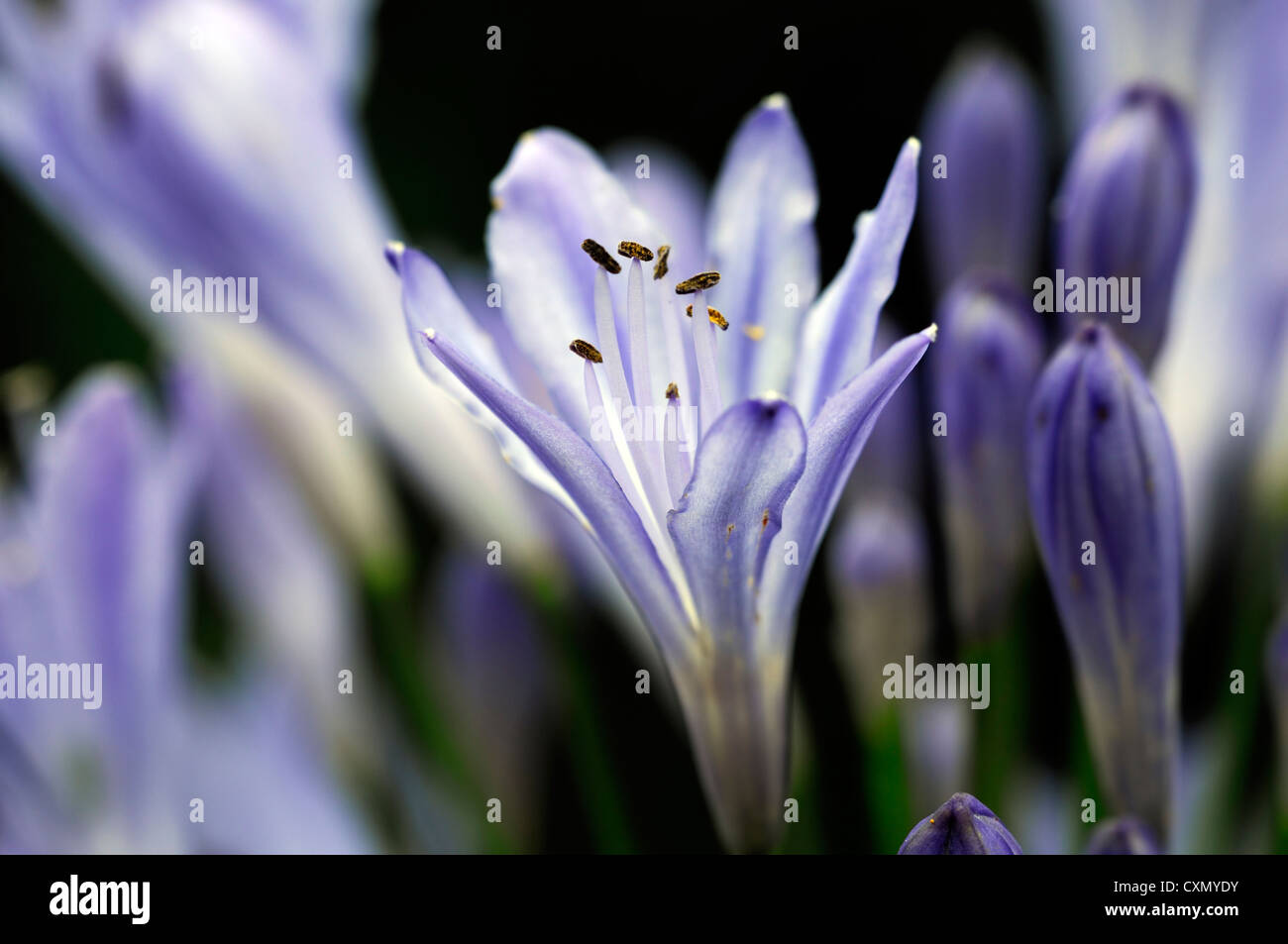 agapanthus africanus blue lily flowers flowering blooms closeups close-ups ups graphic perennials african lily backlit glow Stock Photo