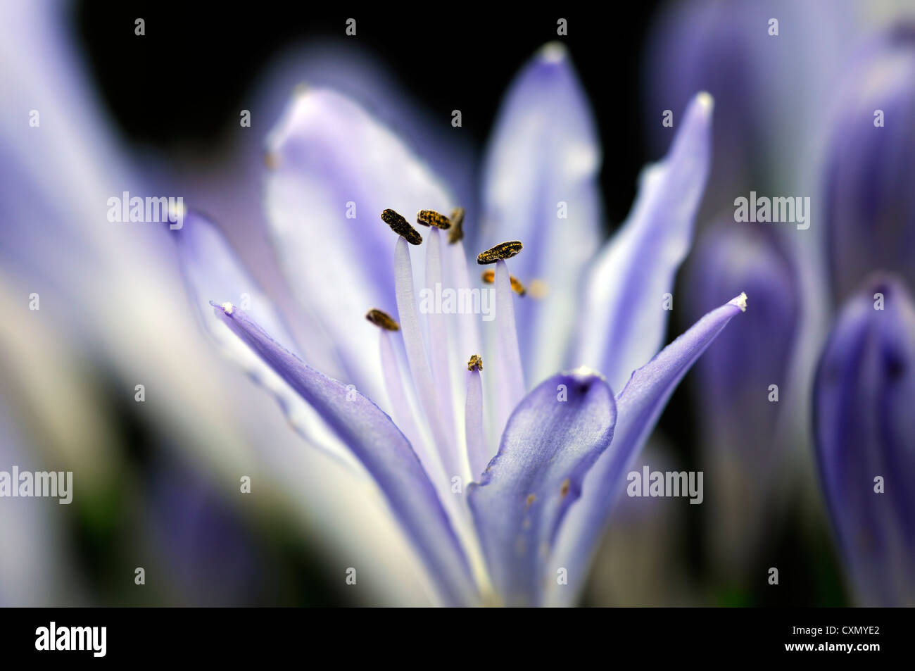 agapanthus africanus blue lily flowers flowering blooms closeups close-ups ups graphic perennials african lily backlit glow Stock Photo