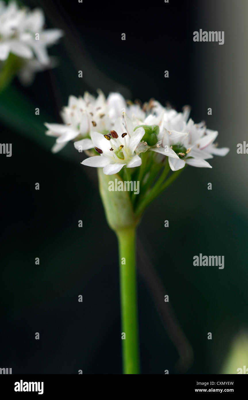 allium tuberosum garlic chives flower closeups plant portraits flowers