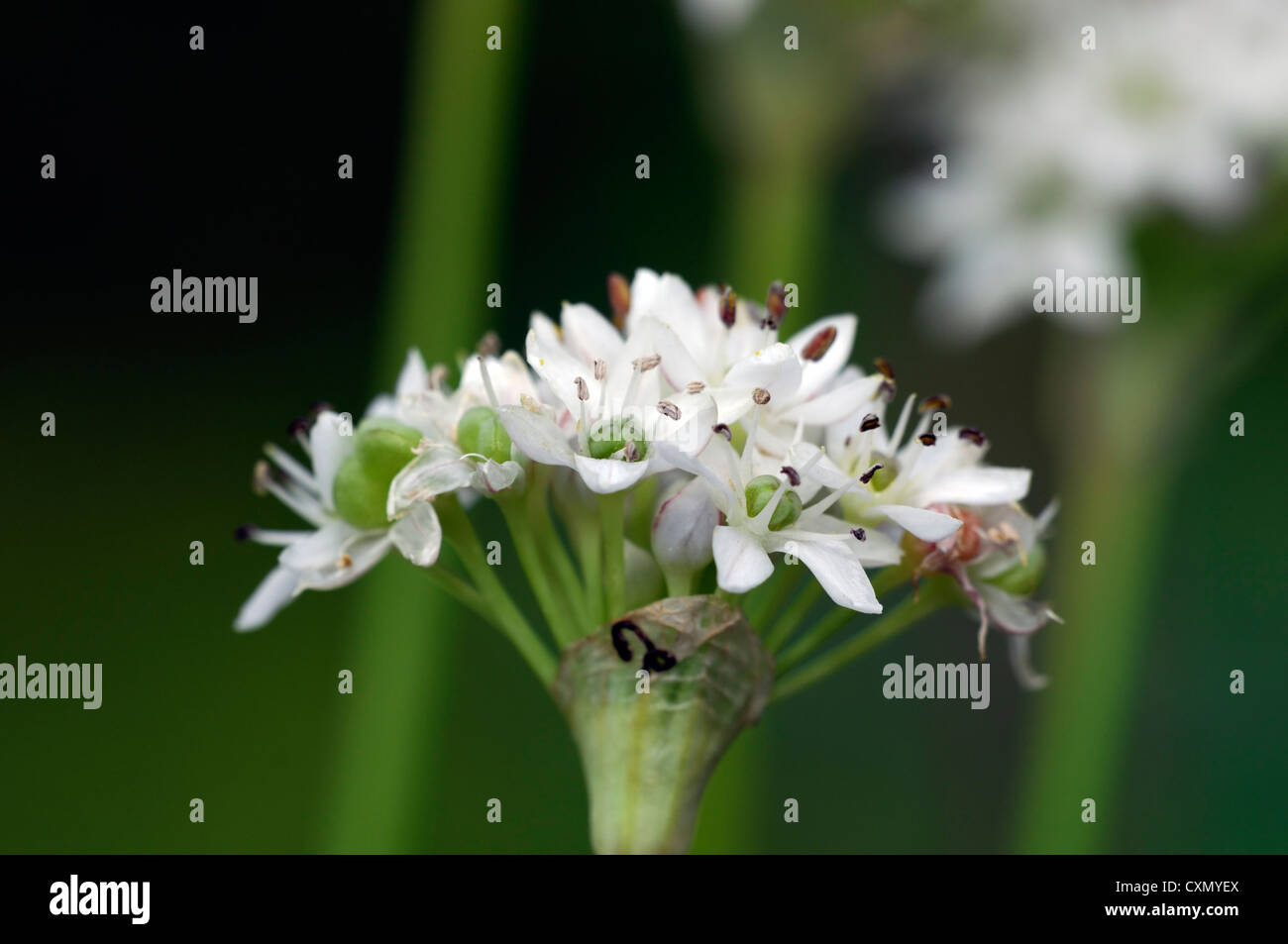 allium tuberosum garlic chives flower closeups plant portraits flowers