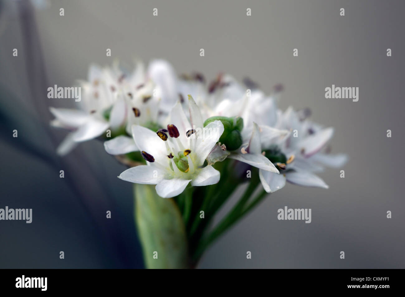 allium tuberosum garlic chives flower closeups plant portraits flowers