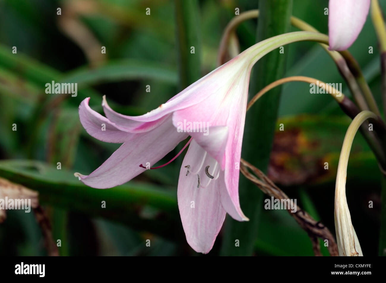 amaryllis belladonna agm belladonna lily bulbs close ups colors colours