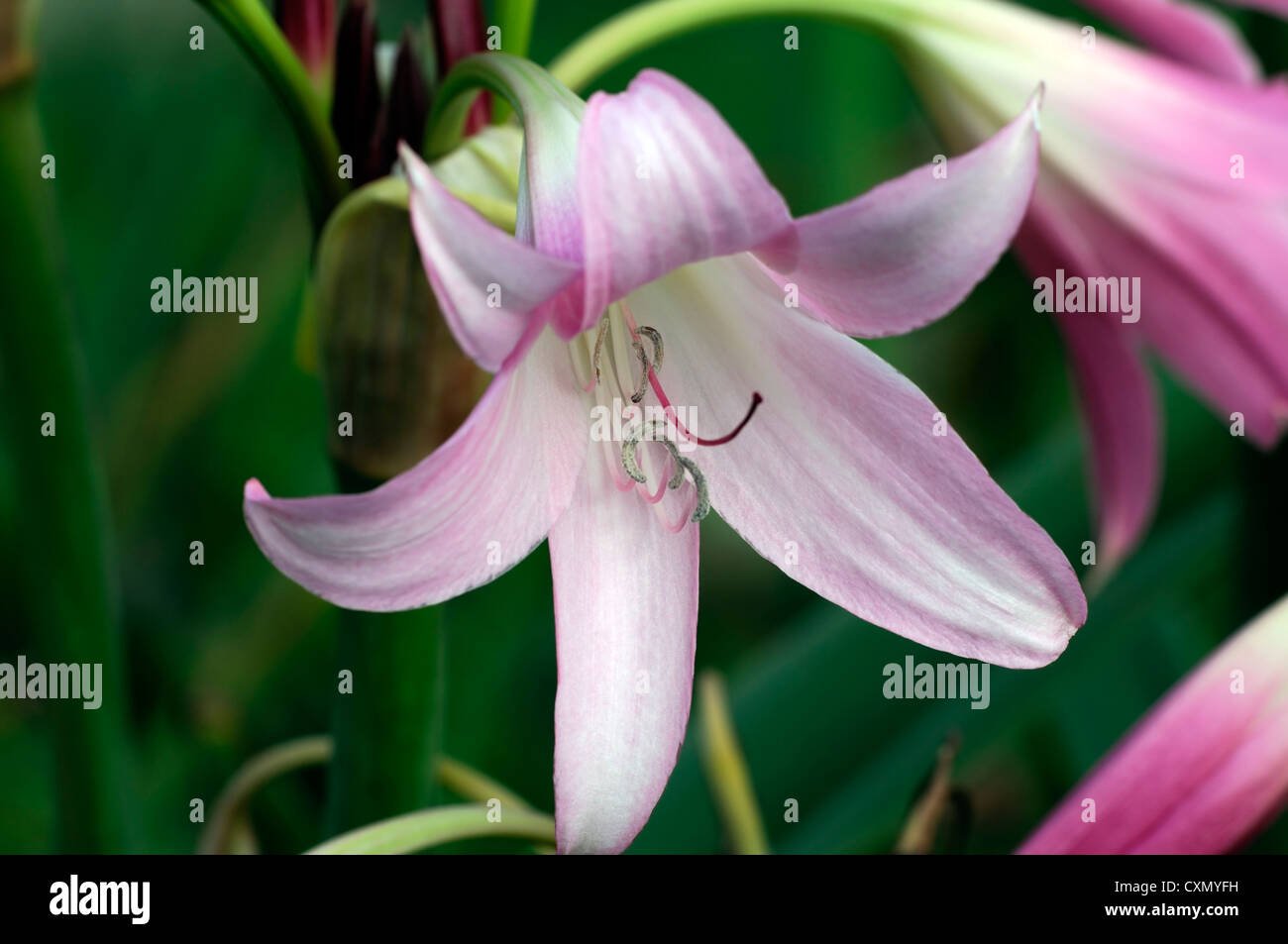 amaryllis belladonna agm belladonna lily bulbs close ups colors colours