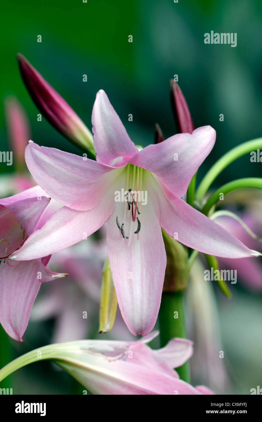 amaryllis belladonna agm belladonna lily bulbs close ups colors colours