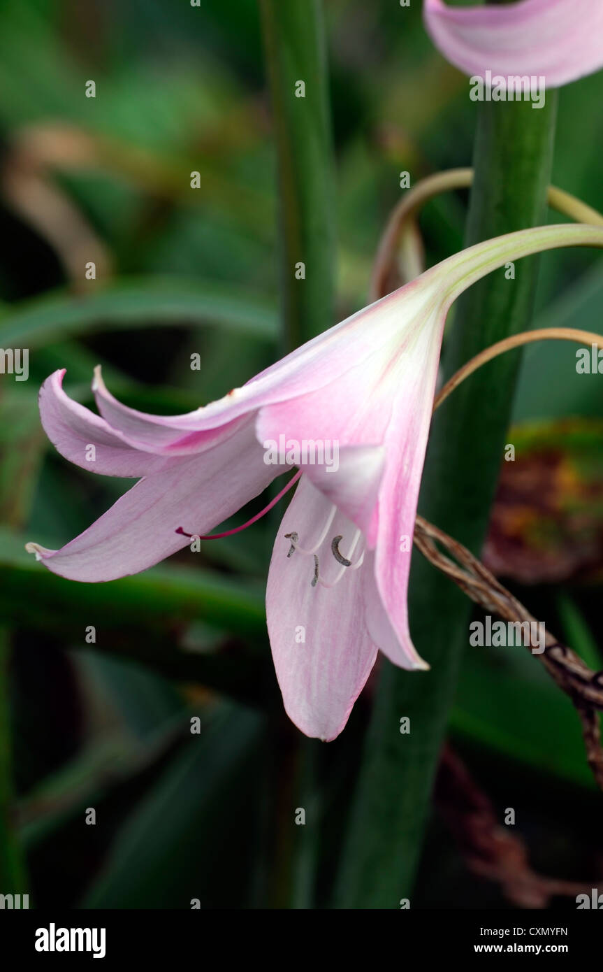 amaryllis belladonna agm belladonna lily bulbs close ups colors colours
