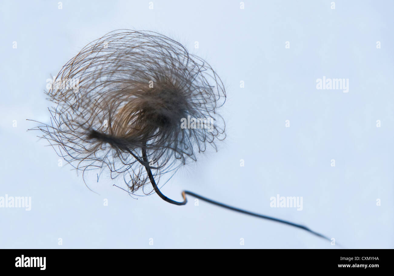 Fine art clematis seed head  against a blue background Stock Photo