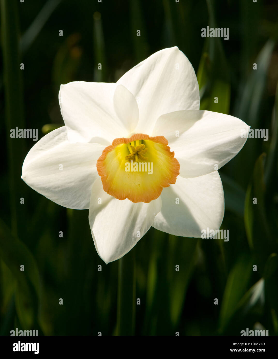 Flower head of a beautiful white narcissus daffodil with an orange trumpet centre Stock Photo