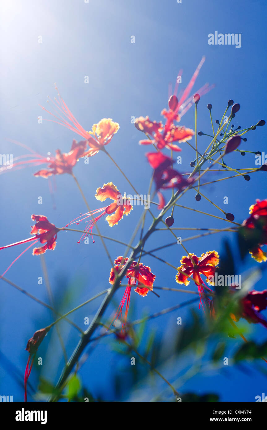backlit flower against blue sky and strong sun ray. Stock Photo