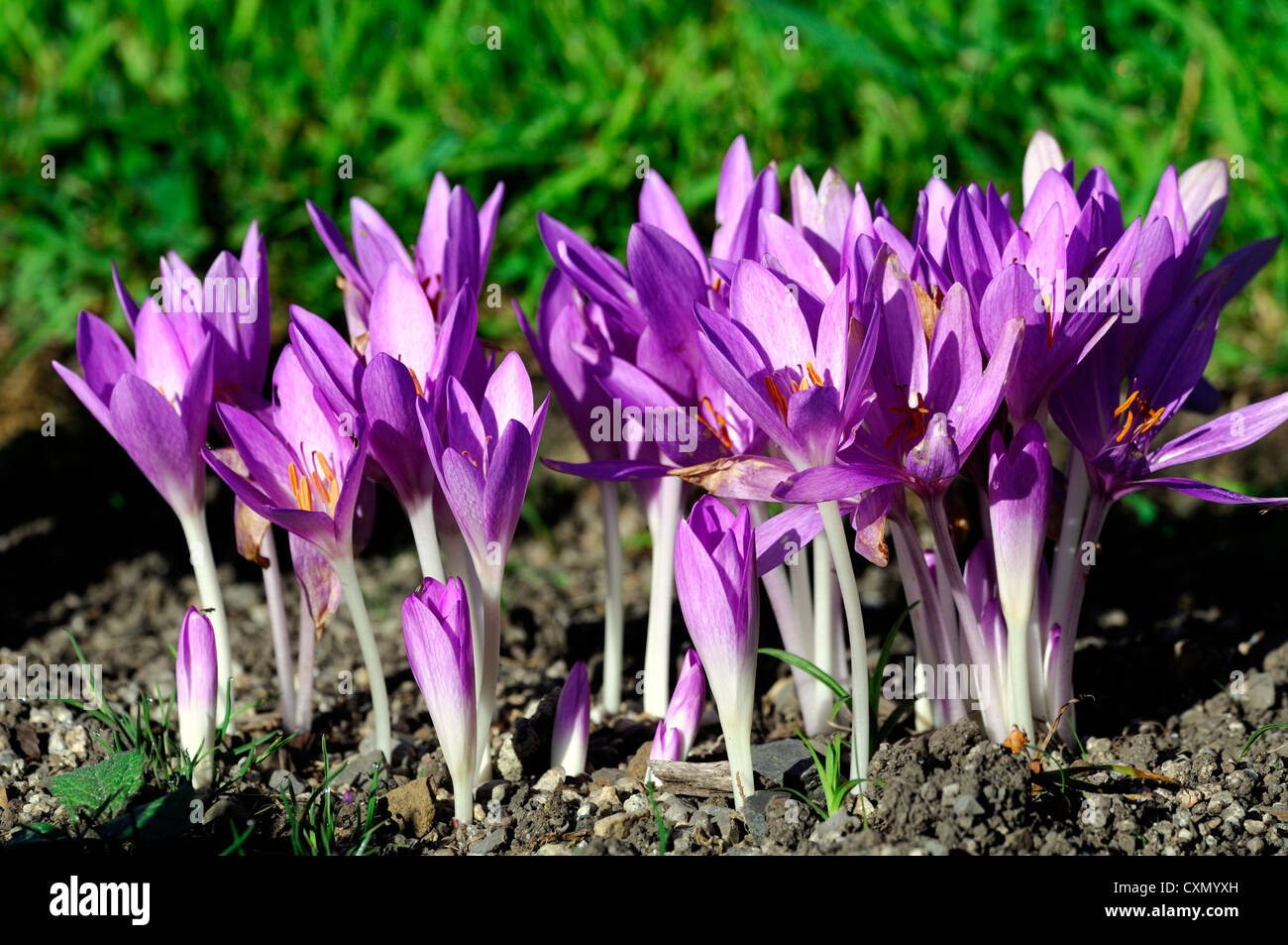 colchicum autumnale atropurpureum autumn autumnal flowering flower purple pink flowers blooms bulb bulbs clump Stock Photo