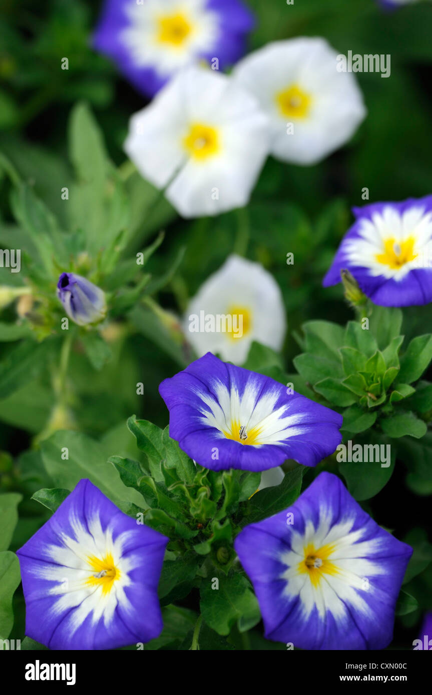 colourful  bright colours Morning Glory bindweed color blue yellow white annual vine creeper blooming  blossom blossoms bloom Stock Photo