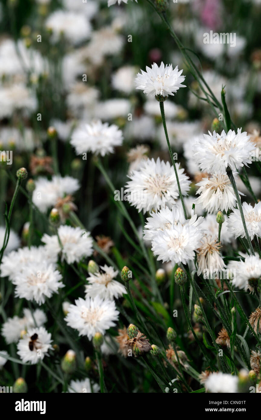centaurea cyanus snowman cornflower white flower bloom blossom flowers