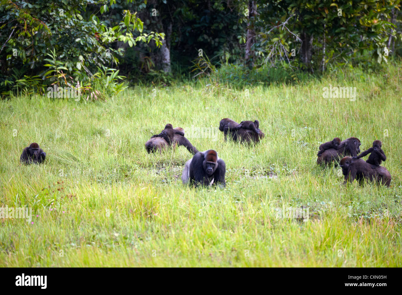 Western Lowland Gorilla, Mbeli Bai, Nouabale Ndoki National Park, Republic of Congo, Africa Stock Photo
