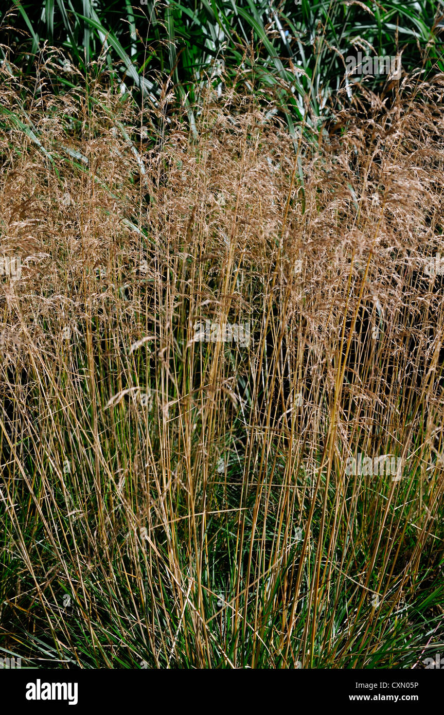 deschampsia cespitosa goldtau tall grass grasses ornamental plant portraits orange brown foliage leaves autumn autumnal fall Stock Photo