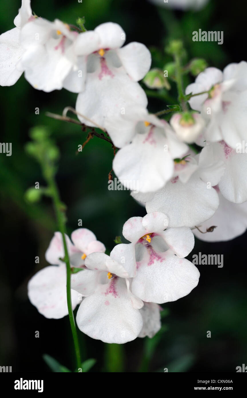 diascia ice cracker white flower flowers flowering twinspur perennial Stock Photo