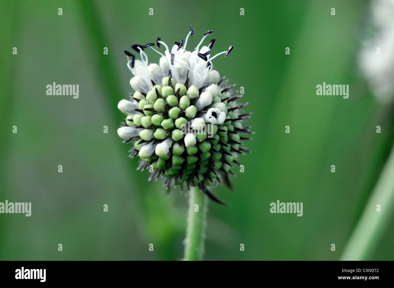 Small Teasel Pilosus hi-res stock photography and images - Alamy