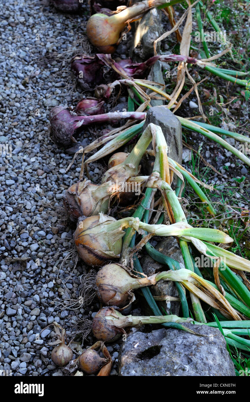 onions drying dry sun harvest garden vegetable bed plot allotment Stock
