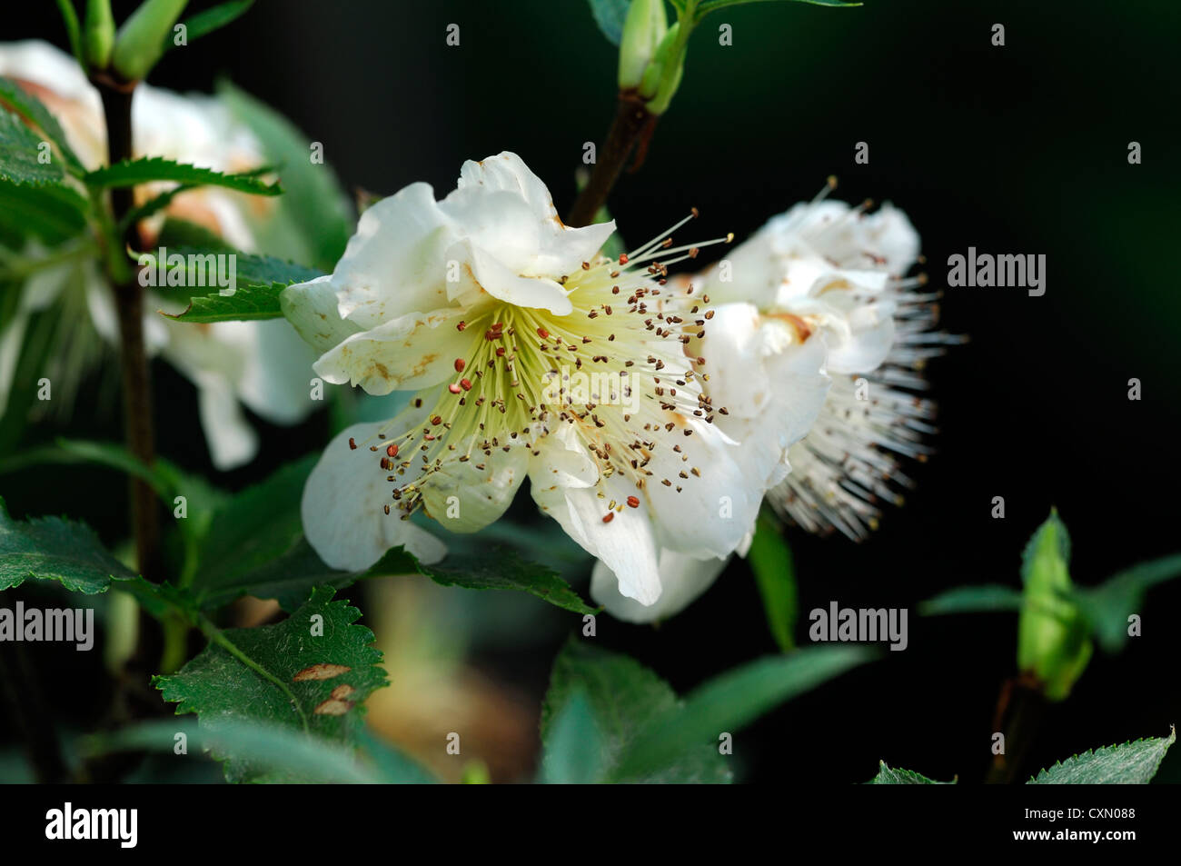 eucryphia glutinosa white flower flowers flowering blooms tree trees Stock Photo