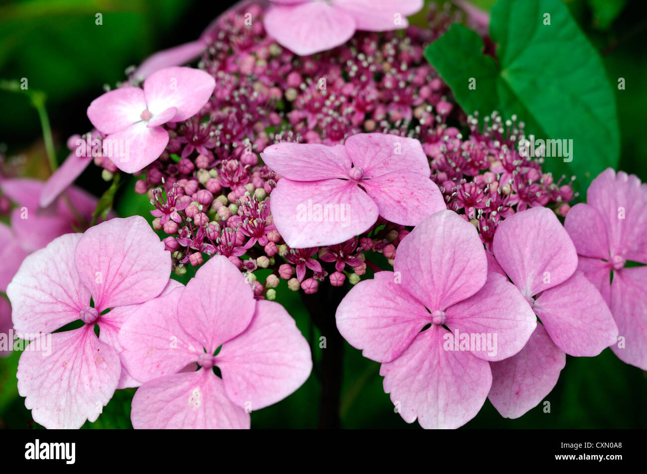 Cheryl S 2 Cents Worth Chart Of 27 Types Of Hydrangeas That I