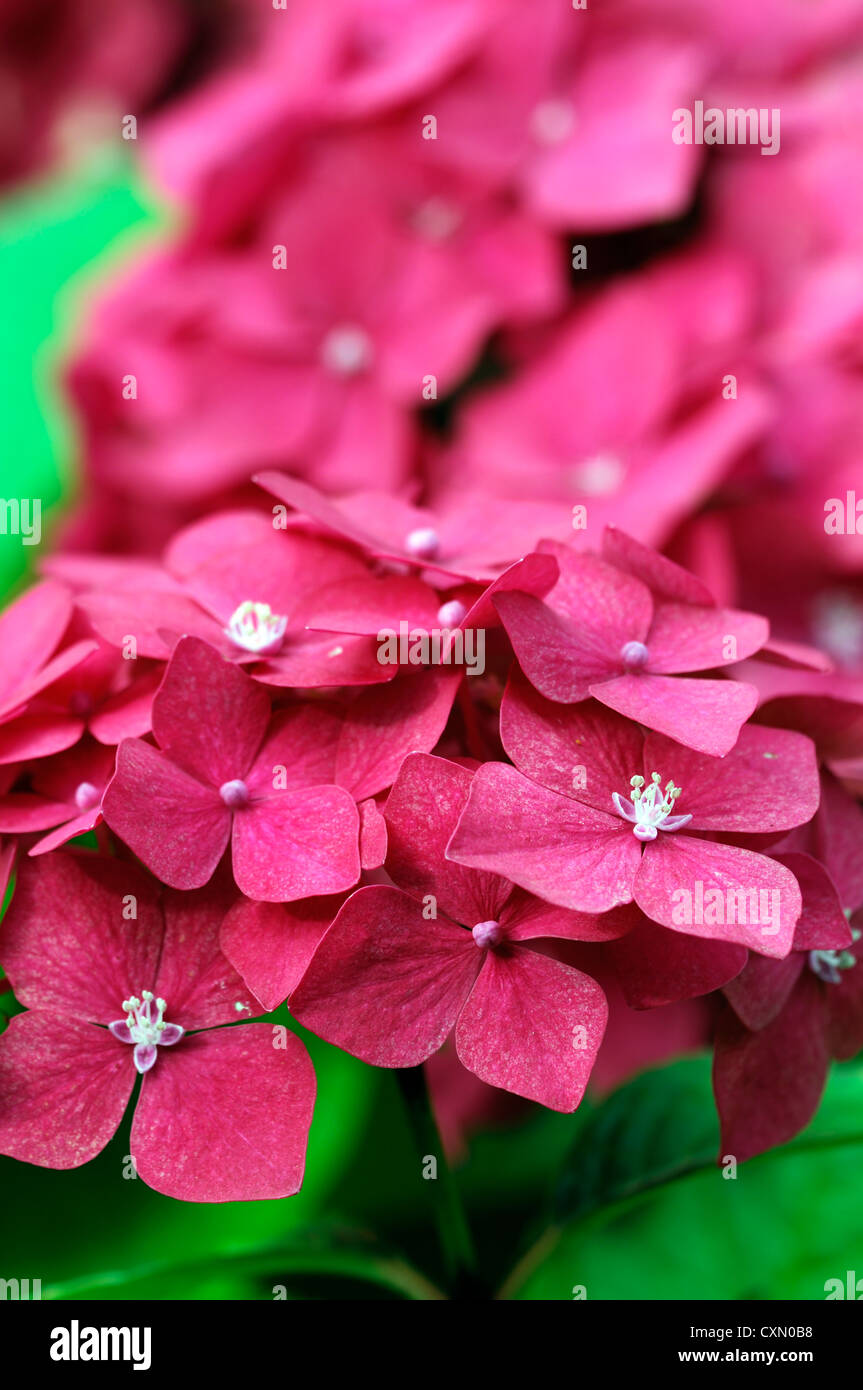 Hydrangea macrophylla forever pink hi-res stock photography and images ...