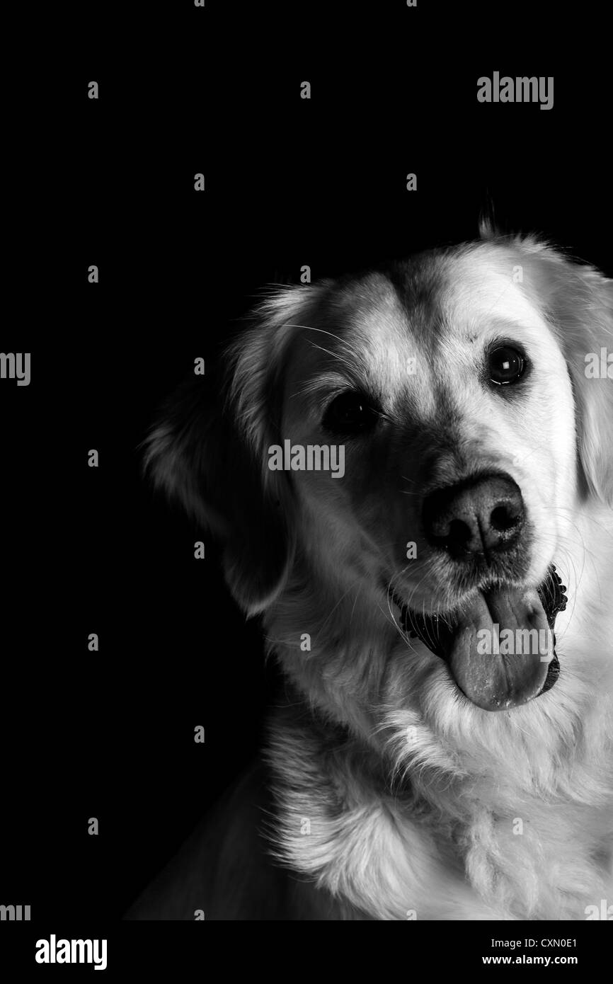 Lab dog Black and White Stock Photos & Images Alamy