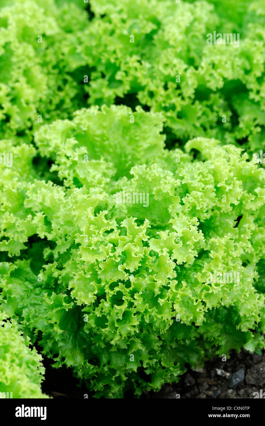 lettuce bergamo edible salad vegetables Lactuca sativa green leaves foliage food crop Stock Photo