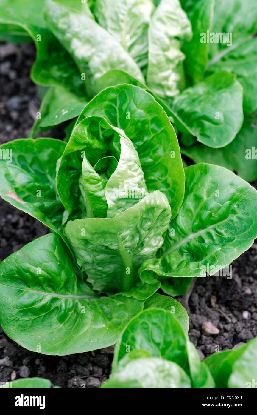 lettuce little gem delight salad crop green vegetable growing raised