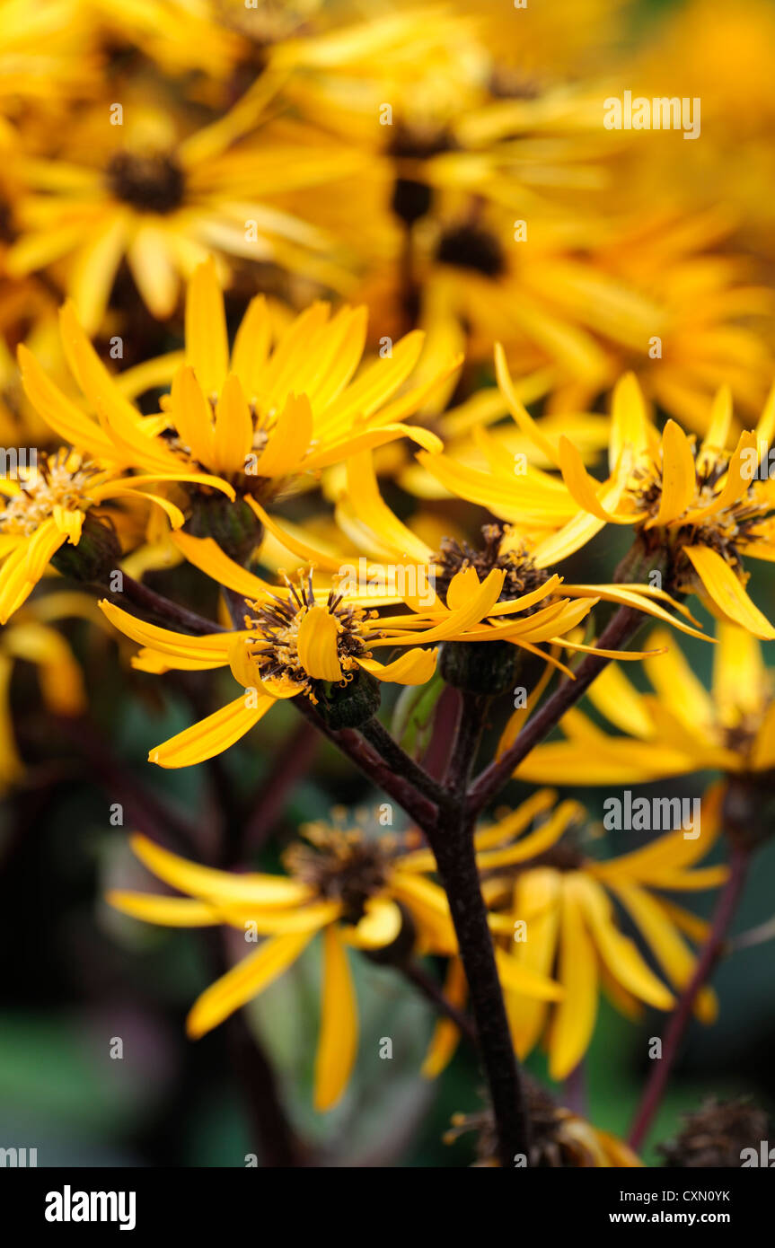 ligularia dentata britt marie crawford,yellow flowers flowering summer closeup selective focus perennials Stock Photo