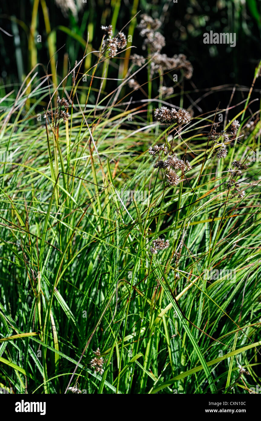 luzula nivea lucius Snowy lesser Wood Rush leaves foliage ornamental grass grasses Stock Photo